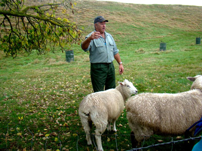 A New Zealand sheep farmer with his sheep.