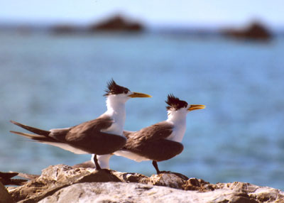 Crested terns on Bird Island.
