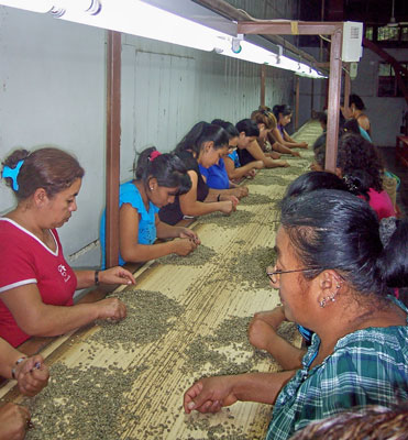 Workers sorting coffee beans at El Carmen coffee-processing plant.