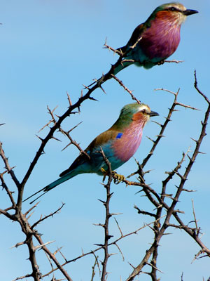 Hundreds of bird species, like the lilac-breasted rollers seen here, make Southern Africa a mecca for bird-watchers.
