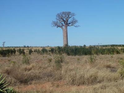 A lone baobab tree along the road to Tuléar. 