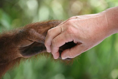 A young orangutan and Betty Reed holding hands.