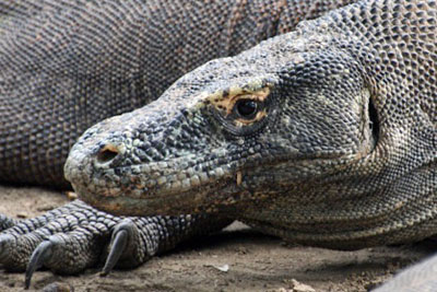 One of 10 to 12 Komodo dragons seen on our tour. The largest was about 3 meters long.