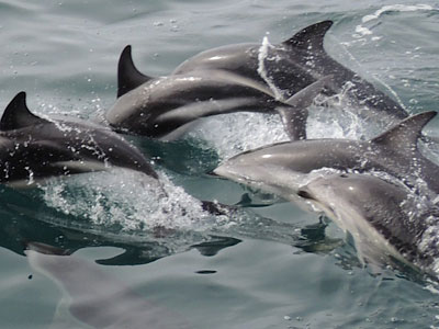 Amazing up-close diving with the dolphins in Kaikoura, New Zealand.