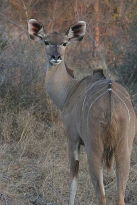 A watchful kudu at MalaMala Game Reserve.