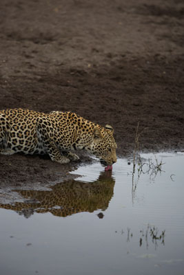 A leopard stops for a drink in Botswana’s Mashatu Game Reserve.