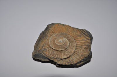 This fossilized shell was bought at the Everest Base Camp. Shown here on a piece of paper, it measures 3 1/2 inches across at its widest point. Photo by Emmy Allgood