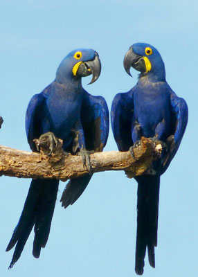 Rare hyacinth macaws are a major attraction in the Pantanal.