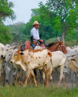 Foreman starting the morning cattle drive at Pousada Aguapé.