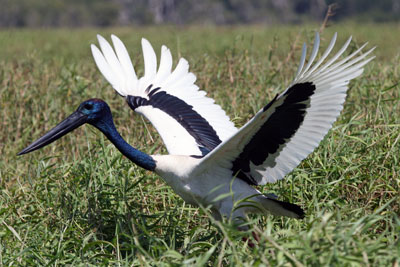 A jabiru, more accurately known as a black-necked stork. 