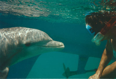 The free-range dolphin “Honey” played with our son  Dave beside our sailboat at Lighthouse Reef, Belize.