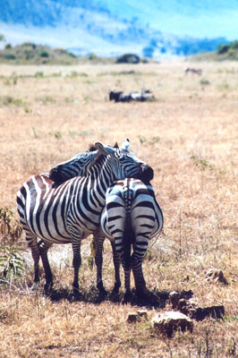 ‘You watch my back. I’ll watch yours.’ This is a common practice among resting, ever-wary zebras — Ngorongoro Crater, Tanzania. Photo by David Tykol