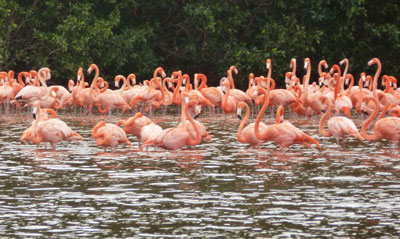 Flamingos gathered at Ría Celestún.