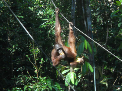 Orangutan.