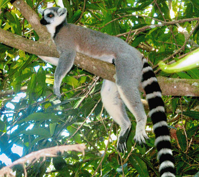 A ring-tailed lemur in Madagascar.