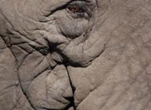 Seeing eye to eye with an old elephant in Ngorongoro Crater, Tanzania
