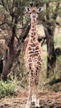 A giraffe calf posing for a portrait in Tanzania. Photo by Jared Sternberg/Gondwana Ecotours