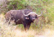 A Cape buffalo encountered on a game drive.