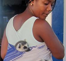 The ring-tailed lemur Tobi being carried in a sling. Photo by Nili Olay