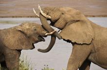 Two young male elephants enjoying play-fighting in Samburu National Reserve, Kenya. Photo by Michele Burgess