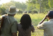 Elephant tracking in Mozambique’s Gorongosa National Park. Photo by Gorongosa Media for Geographic Expeditions