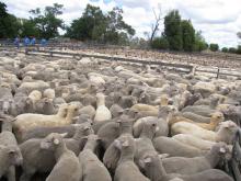 A sheep auction in Kojonup.
