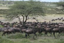 Wildebeests and zebras in the Ngorongoro Conservation Area.