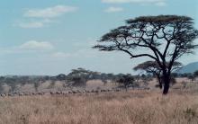 Zebras migrating through Serengeti National Park.