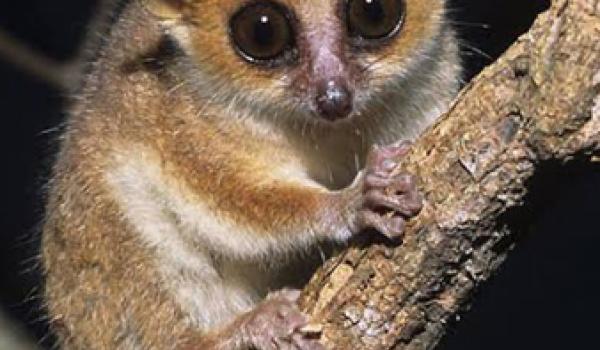 The Madame Berthe’s mouse lemur is found only in central-west Madagascar.