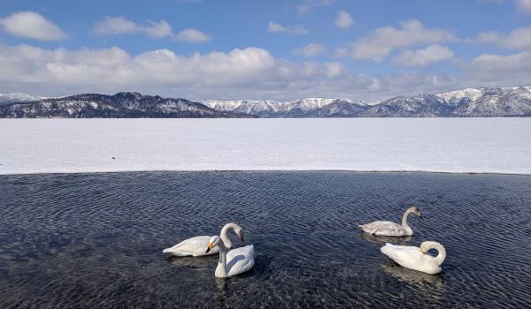 Whooper swans in Lake Kussharo.