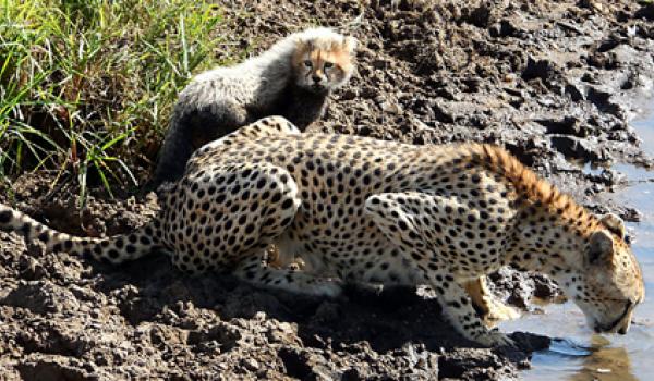 Cheetahs in the Maasai Mara National Reserve, Kenya. Photo: Bob Loveland