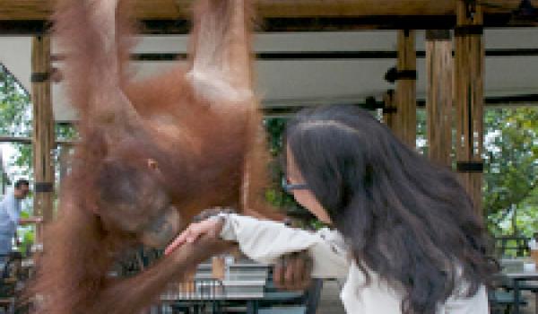 Gail and the orangutan at the Bali Zoo. Photo by Richard Newlin