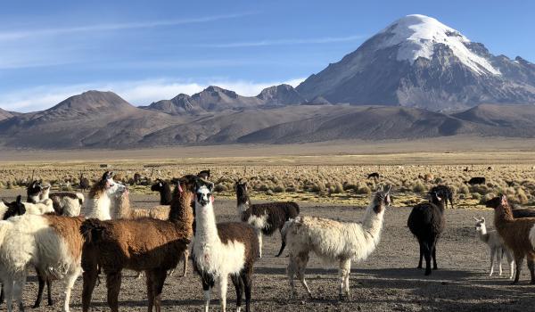 Llamas in Sajama National Park, Bolivia.