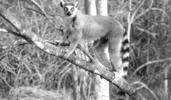 Ring-tailed lemurs, like the one pictured, greeted us as we entered Berent
