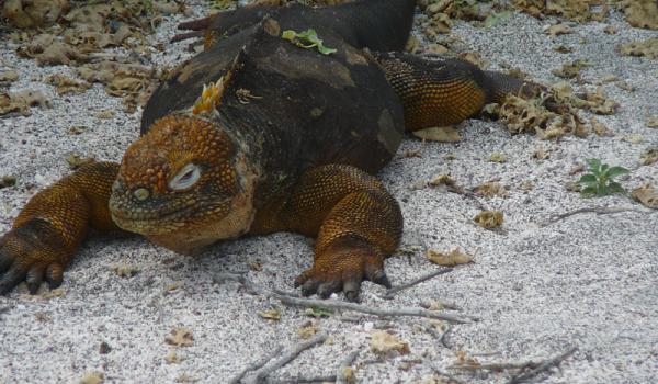 A marine iguana spotted in the Galápagos Islands