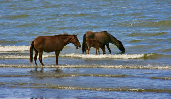 We watched these horses relaxing in Lake Nicaragua as we waited for our lunch.