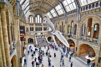 Enjoy many of London’s outstanding museums, including the Museum of Natural History, for the price of a voluntary contribution. Photo by Cameron Hewitt