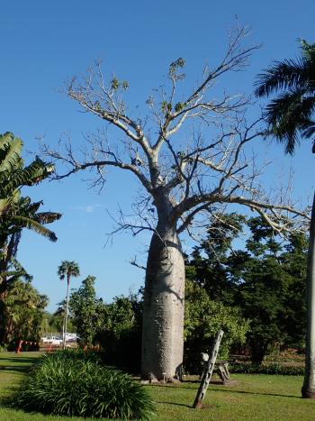 Water-retaining boab tree in the George Brown Botanic Gardens in Darwin.