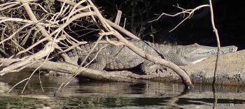 A big saltwater croc, or “saltie,” waiting for some action.