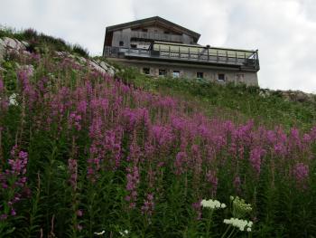 Rifugio Averau, with lupines in the foreground — the Dolomites, northeastern Italy. Photo by Inga Aksamit