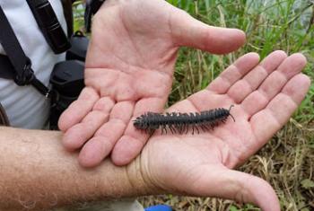 Millipede by the river at the Rio Palenque Science Center, Ecuador.