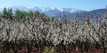Blossoming fruit trees and mountains can be seen near the guest house Sel d'Ailleurs, near Marigha, Morocco. Photo by Edna R.S. Alvarez