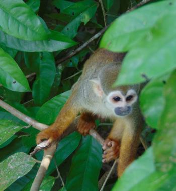 One of many pied tamarin monkeys seen on a walk through the Amazon rainforest.
