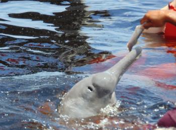 This young river dolphin was gray, but its coloring will turn pink as it ages.