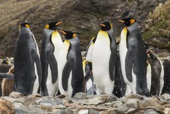 A king penguin confab on South Georgia Island.