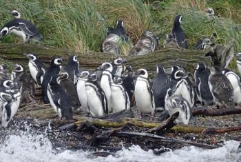 We viewed Magellanic penguins from Zodiacs at Tuckers Islets. Photo by Ray Bahde