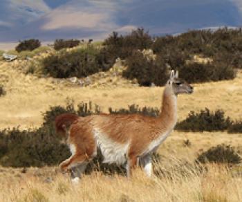 Guanaco in Chile’s Torres del Paine National Park. Photo by Wanda Bahde