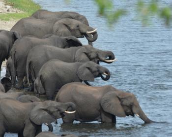 Elephants drinking from the Chobe River.
