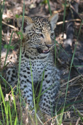 Adorable leopard cub in the Okavango Delta.