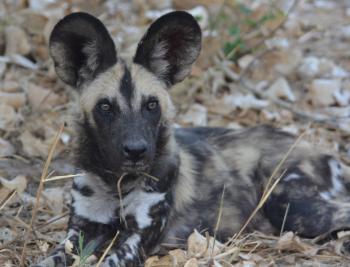 One of the wild dogs seen at Lebala Camp.